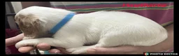 Cockalier dogs for sale: Beautiful Cockaliers - Advert 8