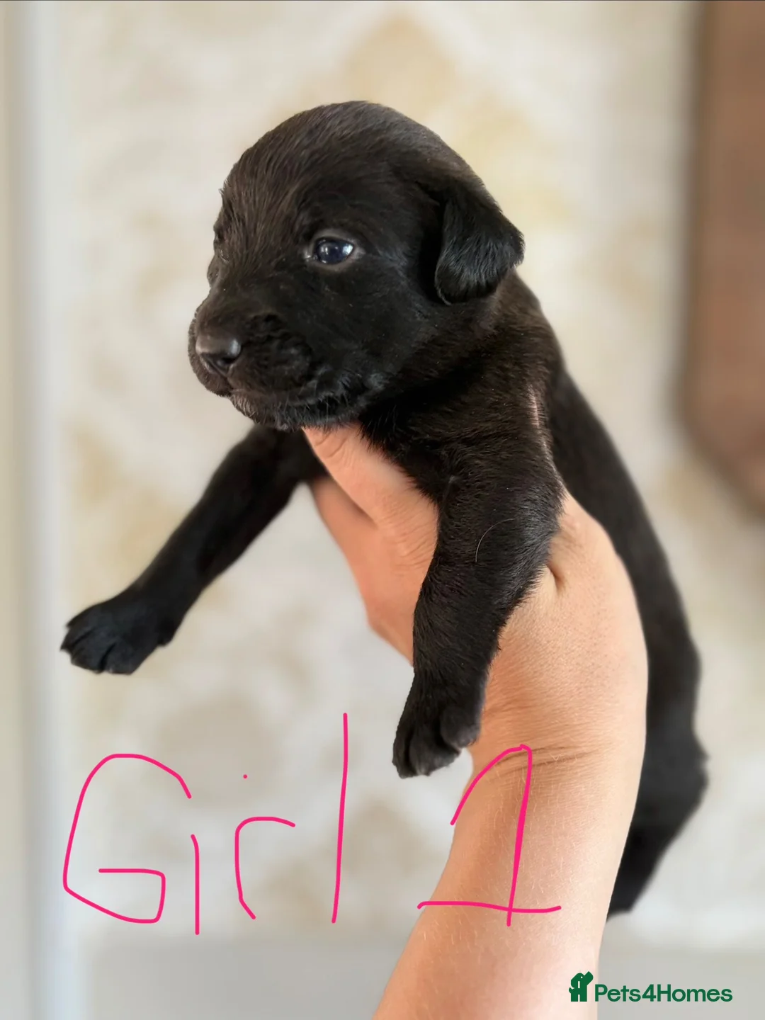 Patterjack dogs for sale: Patterjacks  in Thetford - Advert 2