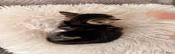 Mixed Breed cats for sale: 3 little kittens looking for a new home - Advert 8