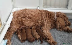 Cavapoo dogs for sale: Gorgeous Health Tested Cavapoo F1B Puppies - Image 7