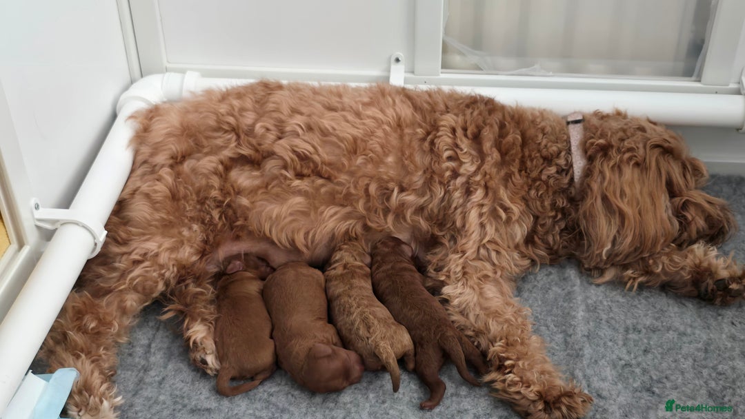 Cavapoo dogs for sale: Gorgeous Health Tested Cavapoo F1B Puppies - Image 7