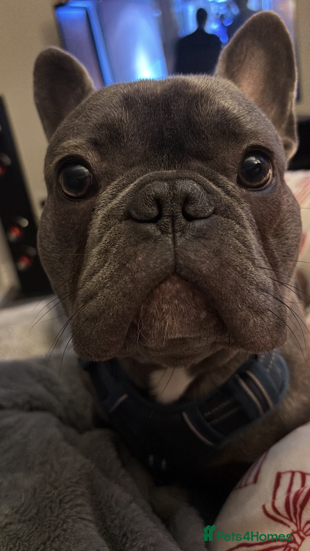 French Bulldog dogs for sale: 9 Month Old French Bulldog for Sale  - Advert 2
