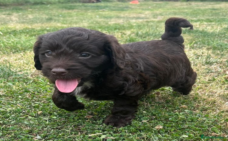Cockapoo dogs - Advert 2