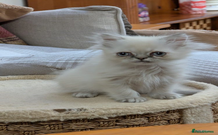 Persian cats - Advert 7