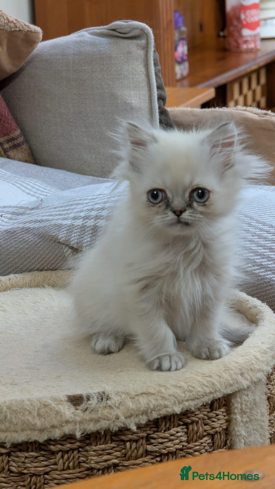 Persian cats for sale: Persian kitten with blue eyes - Image 1