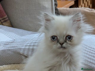 Persian cats - Advert 10