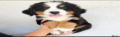 Bernese Mountain Dog 1