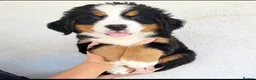 Bernese Mountain Dog dogs for sale: Cute Delighted  Bernese Mountain Puppies  in Folkestone - Advert 4