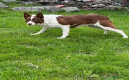 Mixed Breed dogs for sale: Collie X Kelpie puppies - Image 9