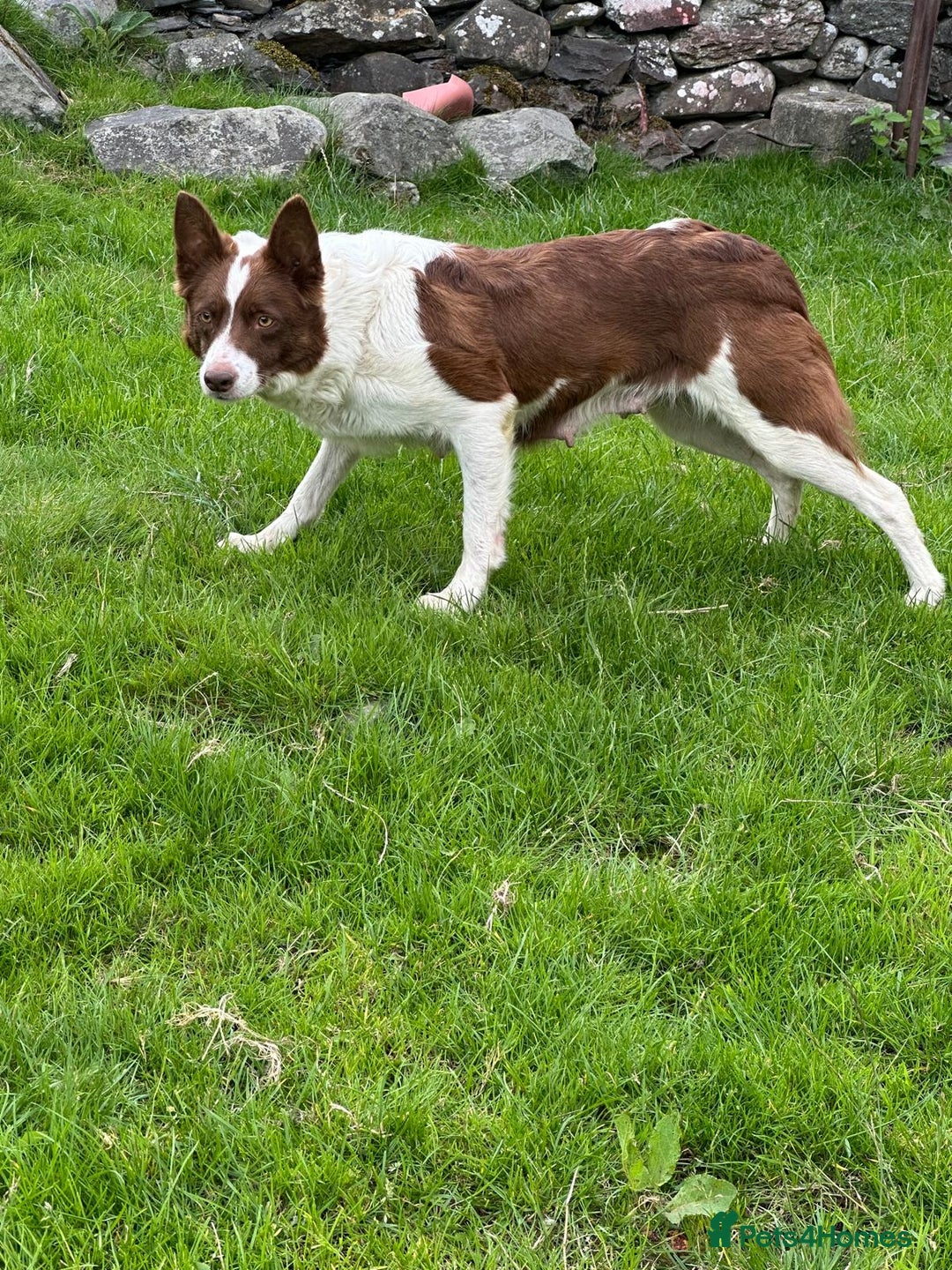 Mixed Breed dogs for sale: Collie X Kelpie puppies - Image 9