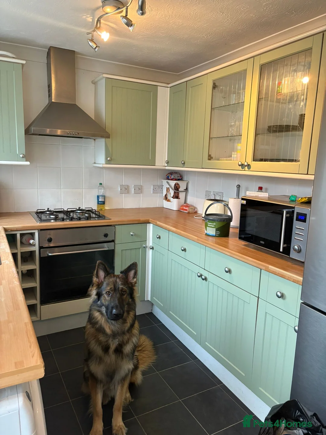German Shepherd dogs for sale: Loki 2 year old German shepherd  - Advert 2