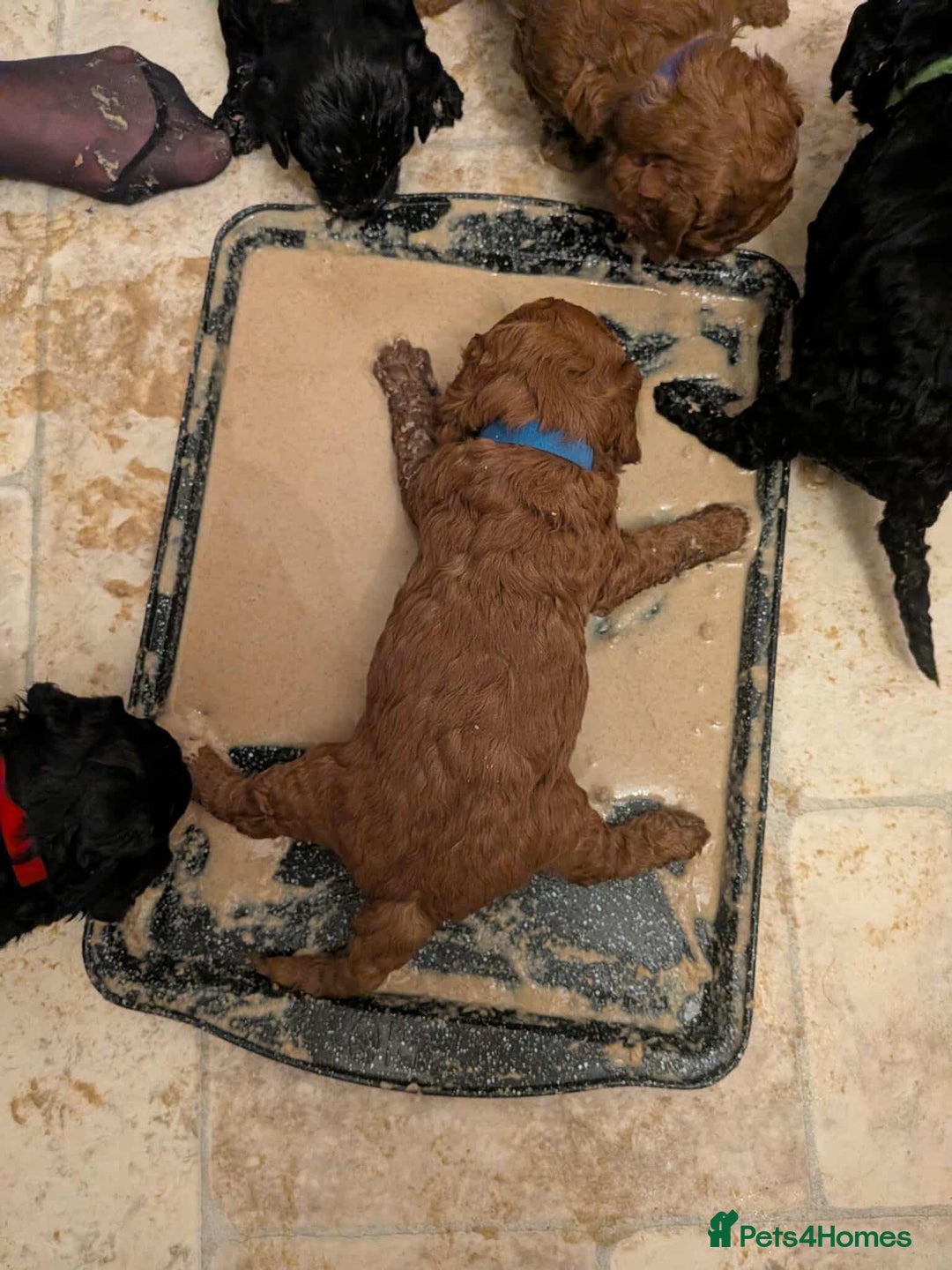 Cockapoo dogs for sale: ⭐Cockapoo beauties born to steal hearts⭐ - Advert 10