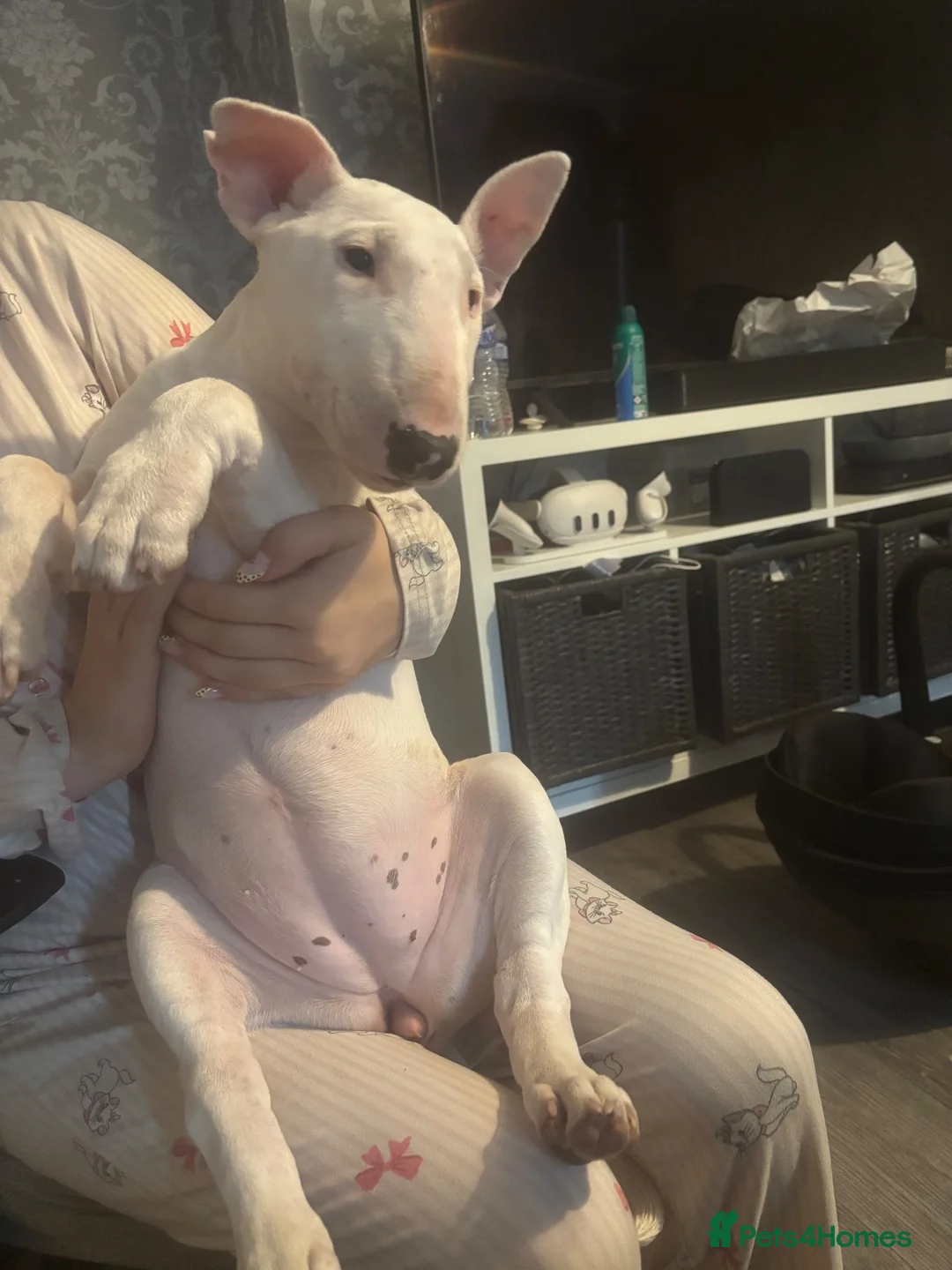 English Bull Terrier dogs for sale: Full white English bull terrier female  - Advert 2