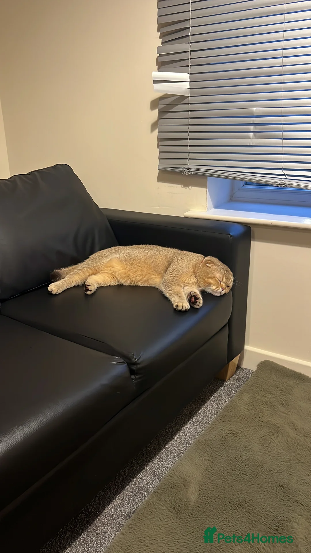 Scottish Fold cats for sale: Scottish fold for sale  - Advert 14