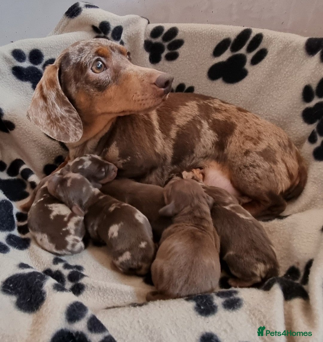 Dachshund Dog Price Dachshunds Available For Adoption Miniature