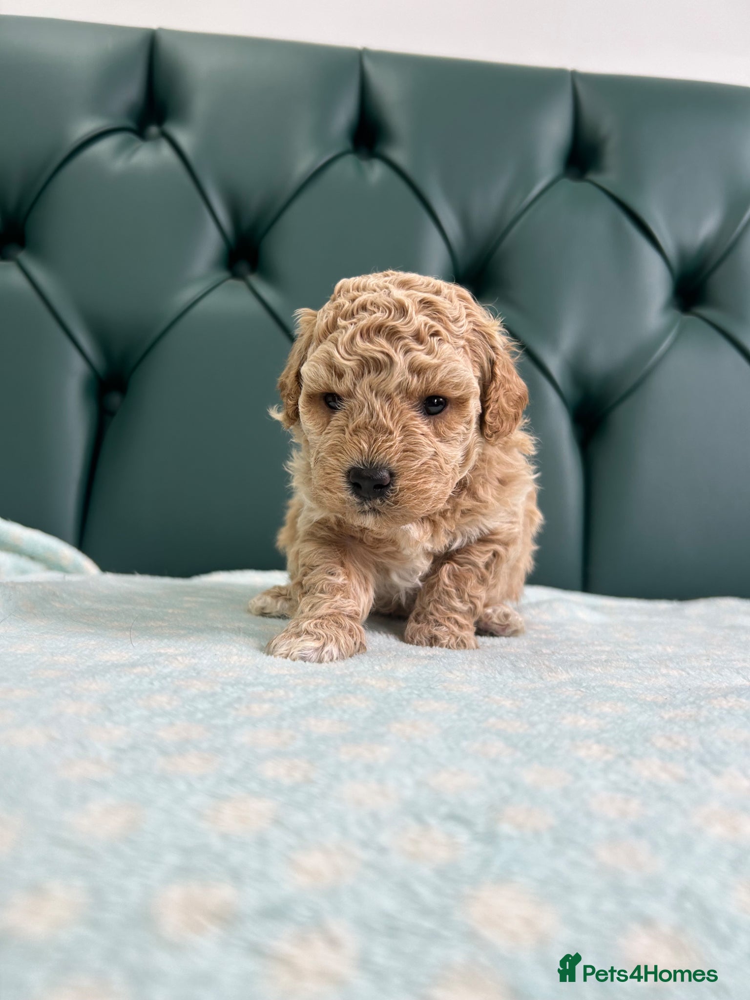 Poochon dogs for sale: 5⭐️ Licensed. Health tested Poochons - Advert 5