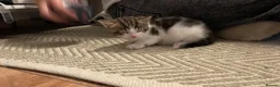 Domestic Shorthair cats for sale: Male kitten  - Advert 2