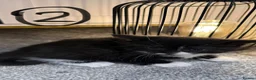 British Shorthair cats for sale: 2 Black&white kittens. British-short hair mother - Advert 6