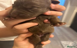 Labradoodle dogs for sale: 7 beautiful Labradoodle puppies available  - Image 16