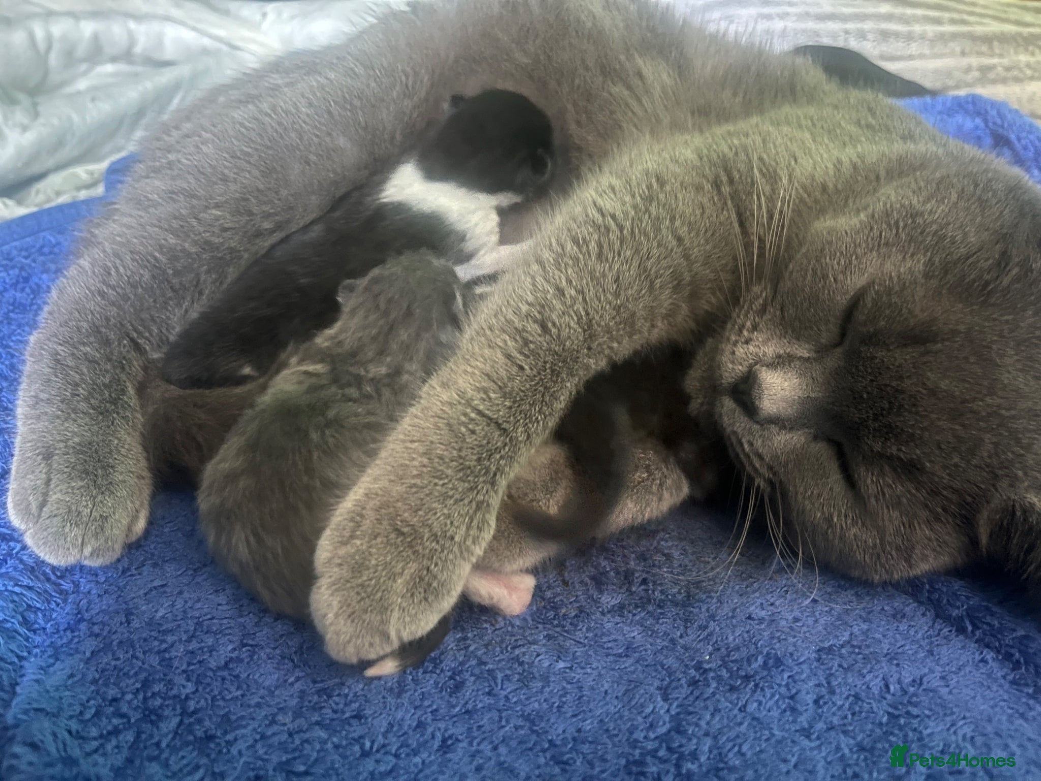 British Shorthair cats for sale: Black and white British shorthairs - Advert 11