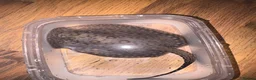 Other/Mixed Breed fish for sale: Mini Marble Stingray in Peterborough - Advert 3