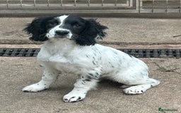 English Springer Spaniel dogs for sale: English springer bitch  - Image 1
