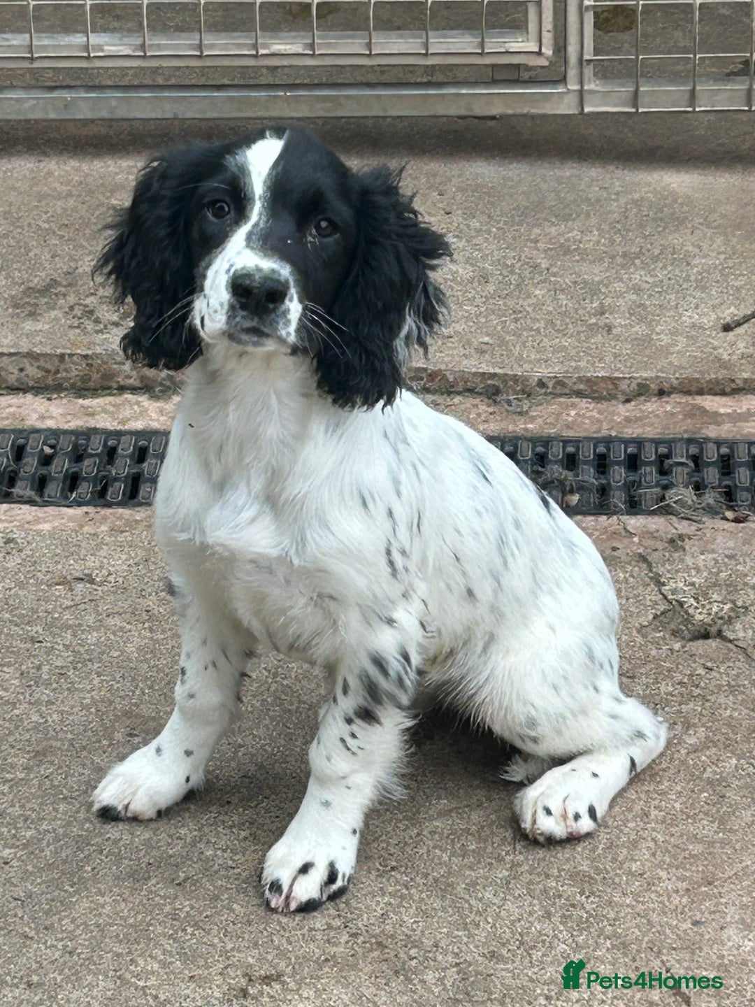 English Springer Spaniel dogs for sale: English springer bitch  - Image 1