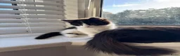 Mixed Breed cats for sale: Kittens available for adoption - Advert 8