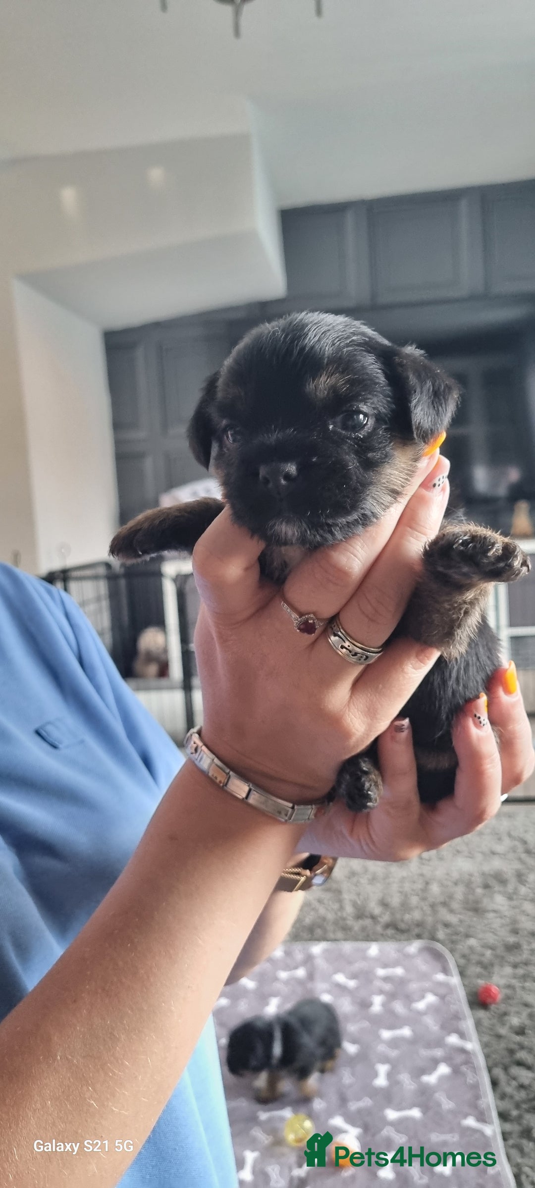 Border Terrier dogs for sale: Border Terrier Pups - Image 26