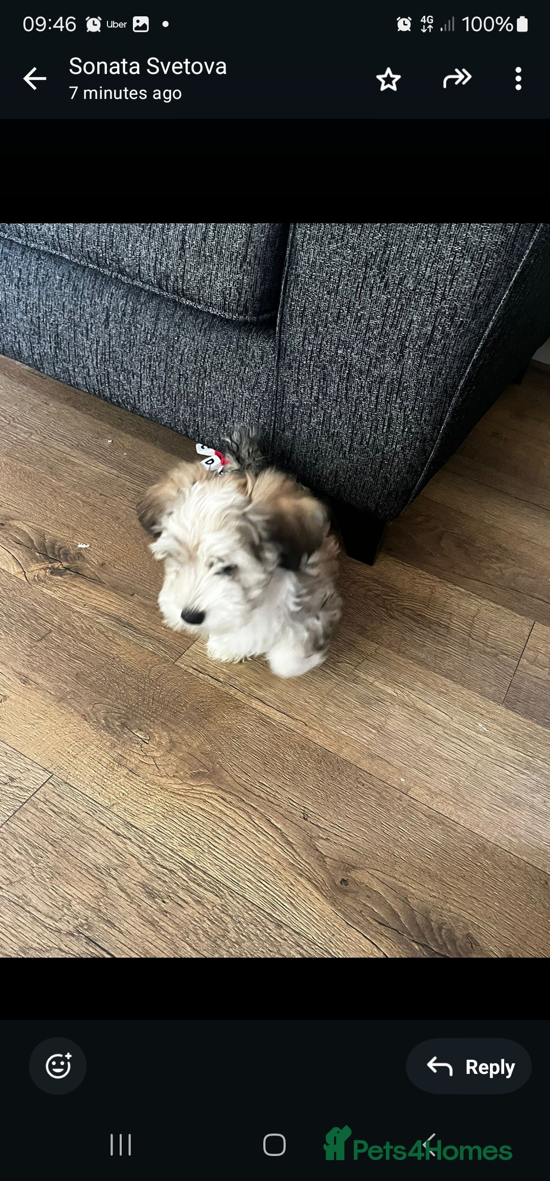 Havanese dogs for sale: Havanese  - Image 1