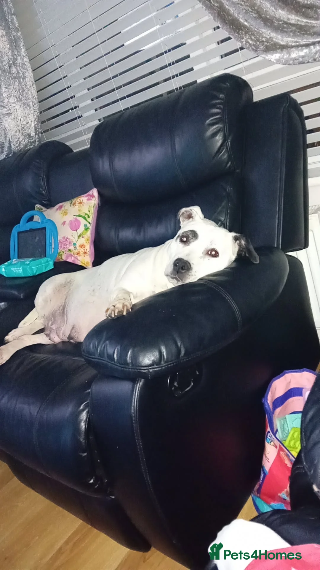 Mixed Breed dogs for sale: Staffy pups  - Advert 17