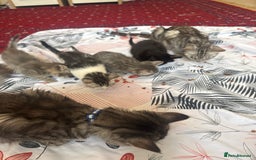 American Shorthair cats for sale: Kittens - Image 1