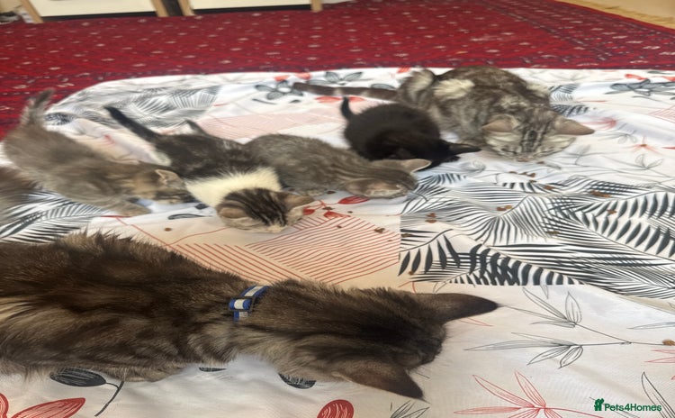 American Shorthair cats - Advert 12