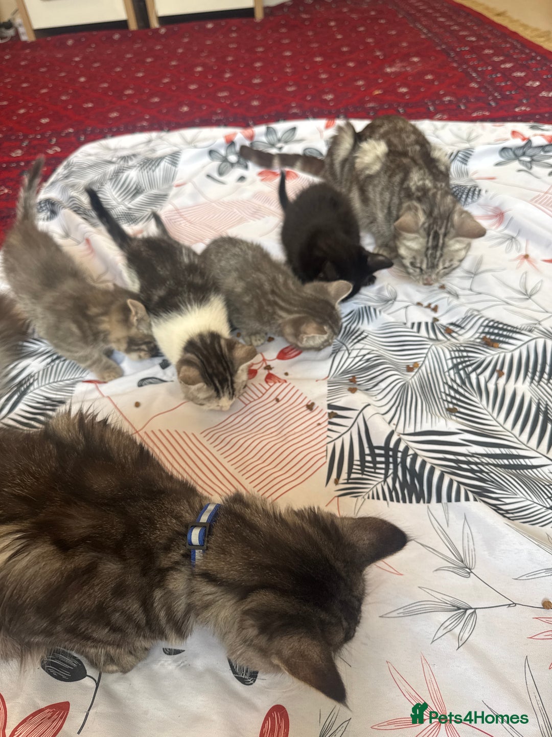 American Shorthair cats for sale: Kittens - Image 1