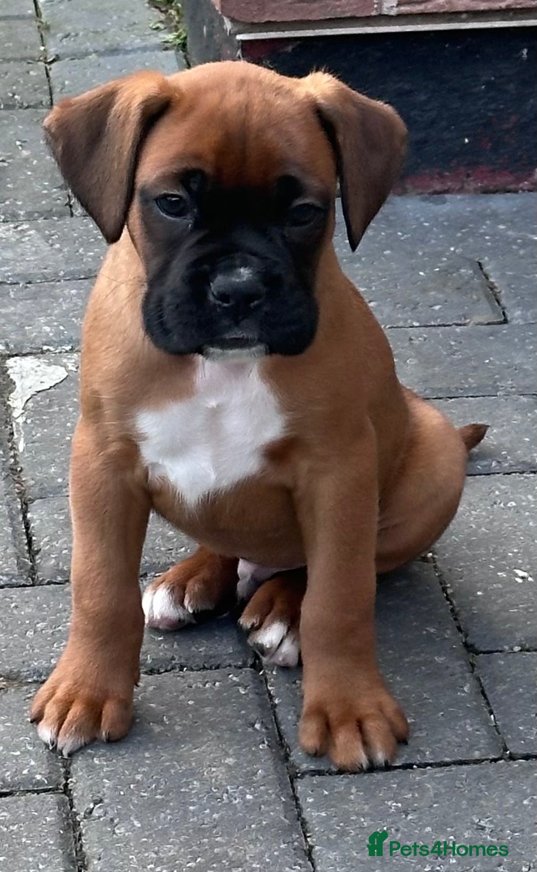 Boxer dogs for sale: Last female boxer looking for there new  home  - Advert 6