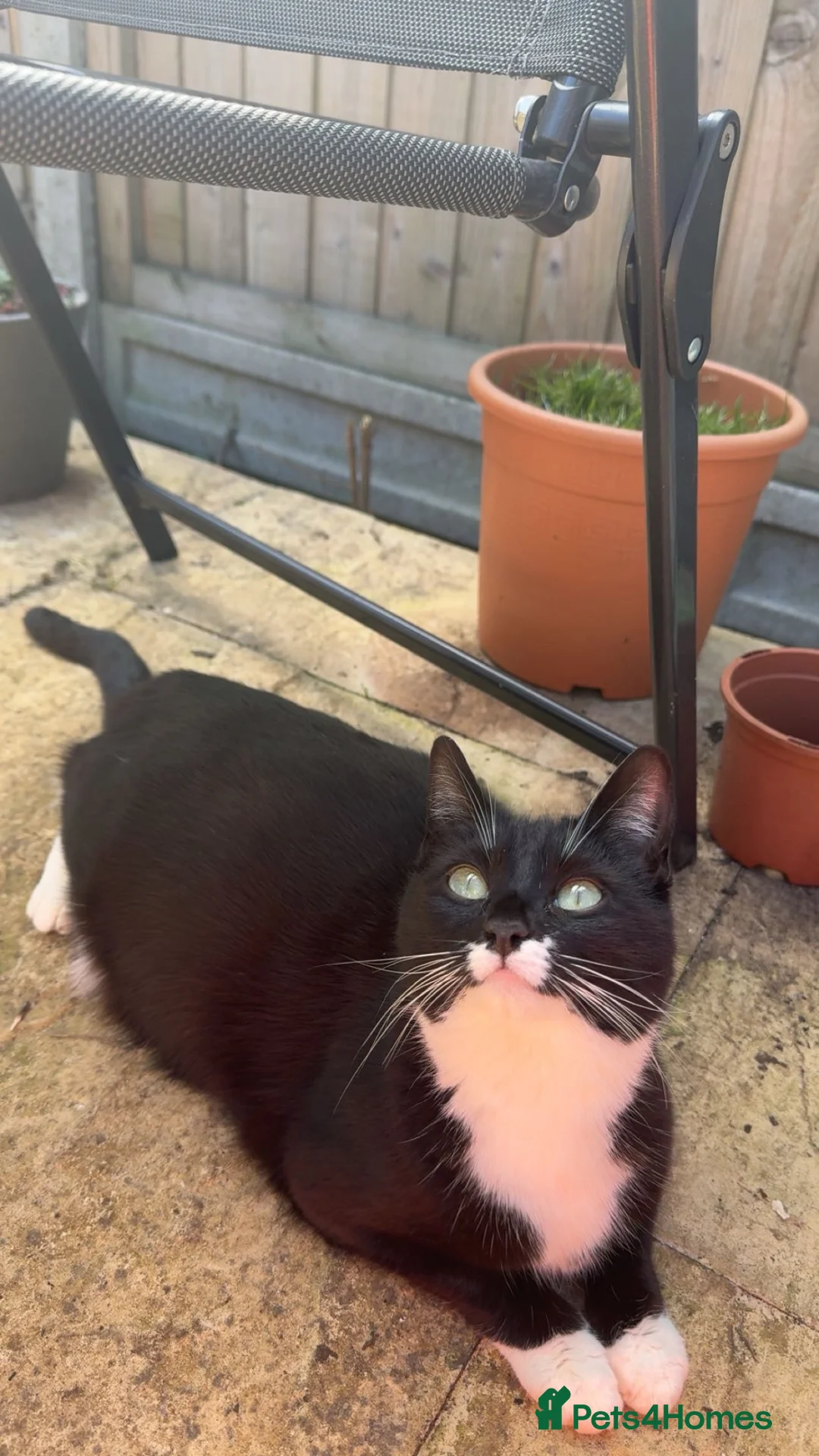 Domestic Shorthair cats for sale: Kittens for sale  in Kettering - Advert 10