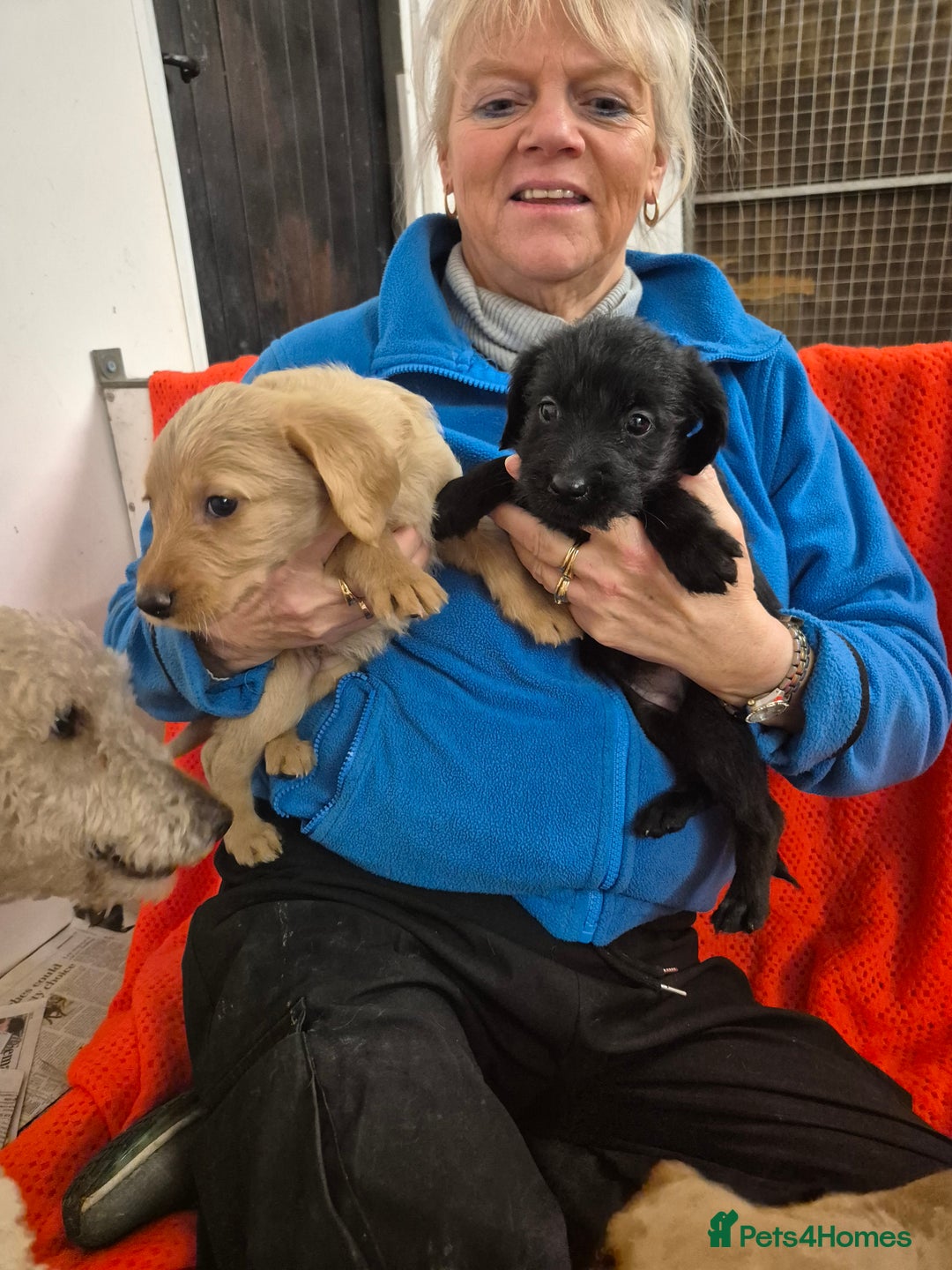 Labradoodle dogs for sale: Labradoodles for sale - Advert 6