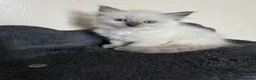Ragdoll cats for sale: 🐾 TICA registered Ragdoll Kittens 🐾 in Dewsbury - Advert 7