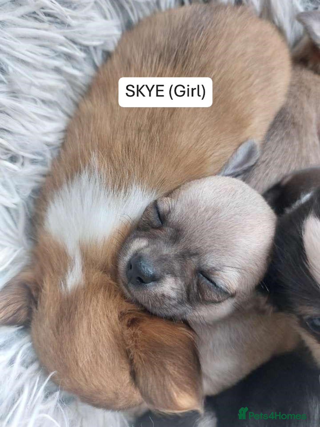 Chihuahua dogs for sale: CHIHUAHUA PUPPIES - Image 4