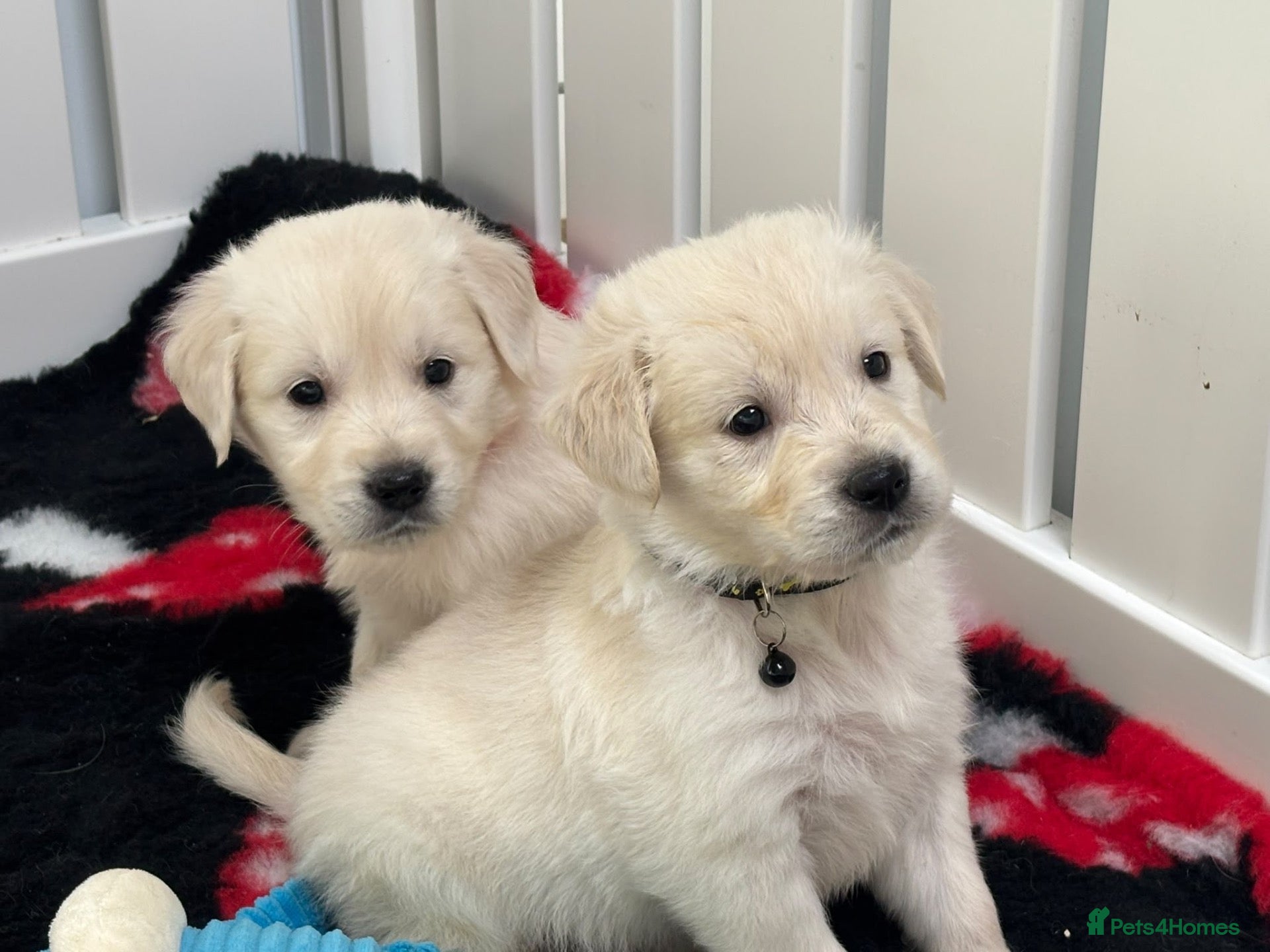 Golden Retriever dogs White show lines retriever puppies  2boys  - Advert 1