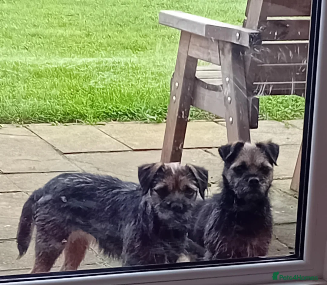 Border Terrier dogs for sale: Border terrier puppies for sale  in Cambridge - Advert 1