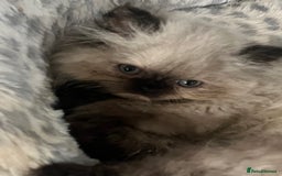 Persian cats for sale: Seal Colourpoint Persian Kittens - Image 8