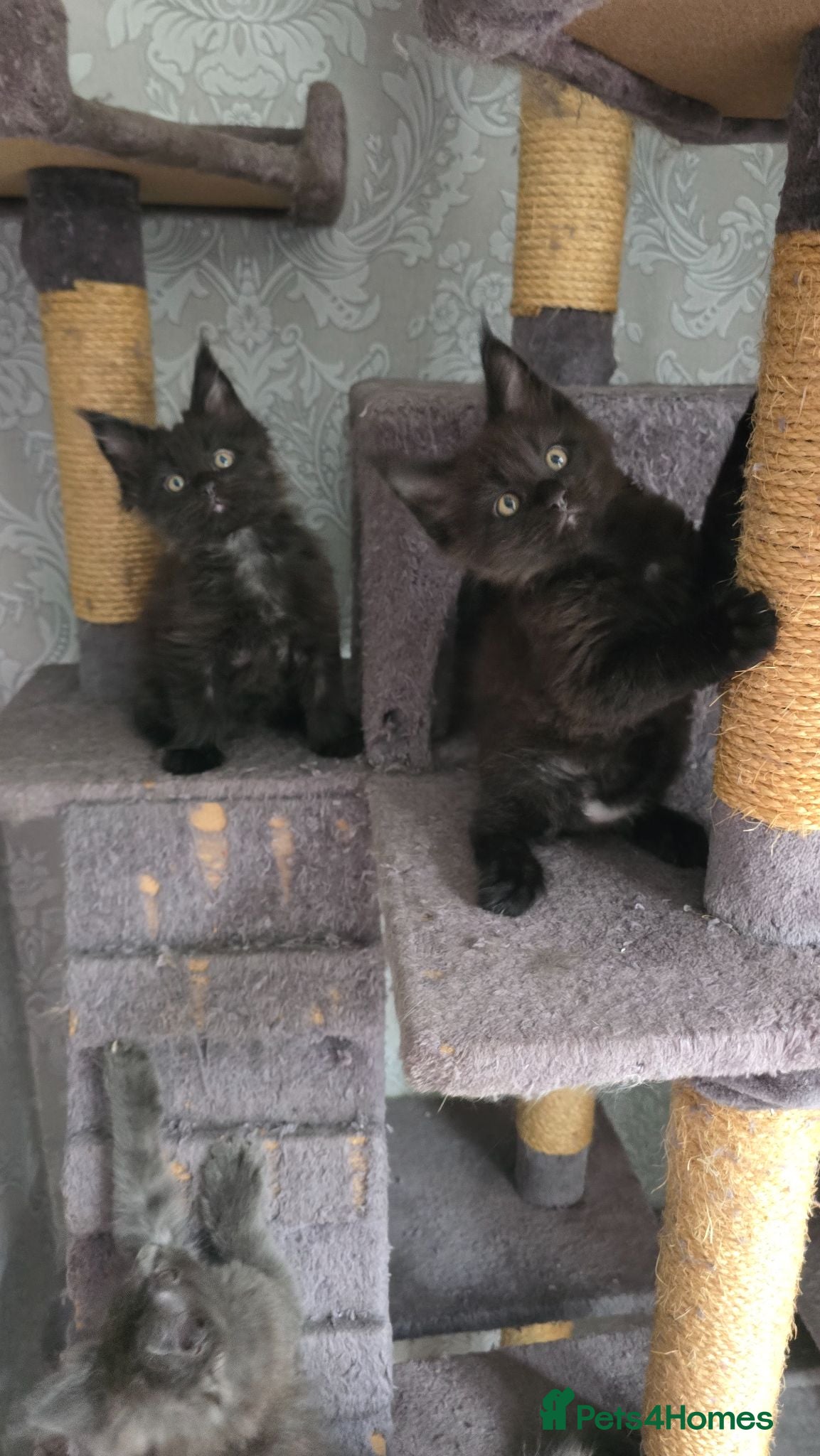 Maine Coon cats 🌹 Stunning Maine Coon Babies ♥️ - Advert 1