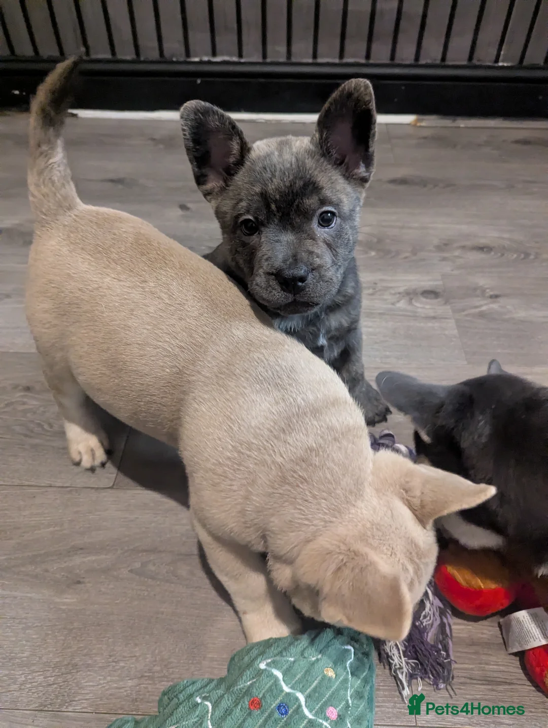 Mixed Breed dogs for sale:  3 Frow Frow girls available - Advert 5