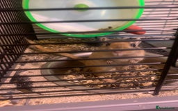 Gerbil rodents for sale: 3 male gerbils - Image 2