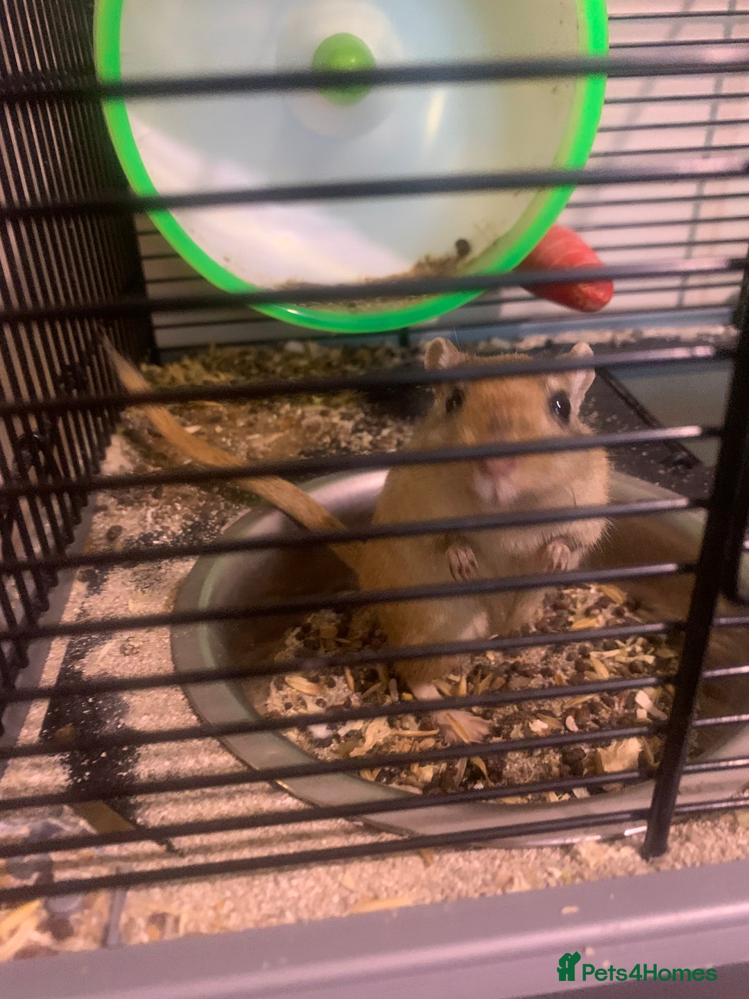 Gerbil rodents for sale: 3 male gerbils - Image 2