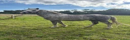 Welsh Section A horses for sale: Registered Welsh A stallion  - Advert 3