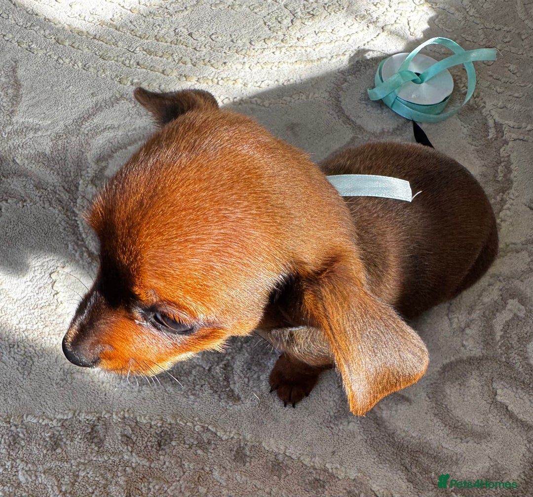 Miniature Dachshund dogs for sale: Miniature dachshunds - Image 24