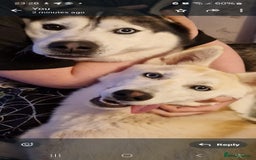 Siberian Husky dogs for sale: 4 yrs old husky - Image 6