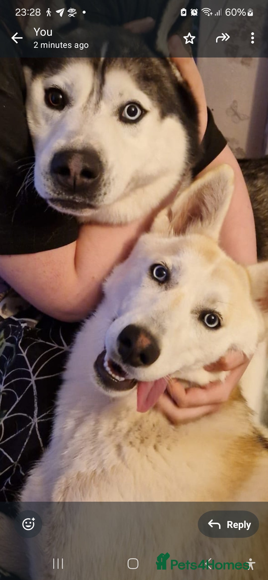 Siberian Husky dogs for sale: 4 yrs old husky - Image 6
